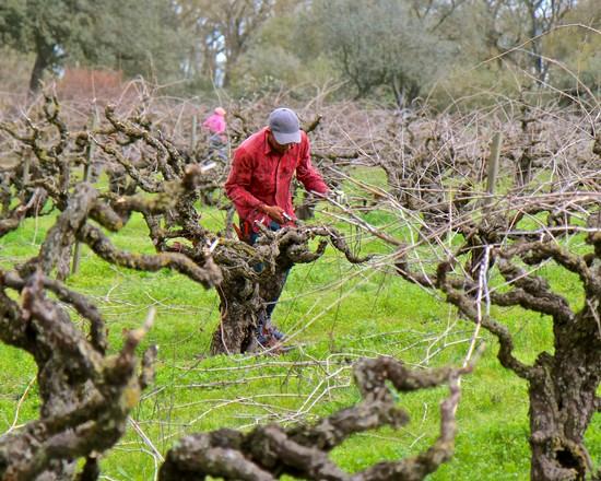 The Vineyard in Winter